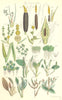 WILD FLOWERS.Bur-Reed Lords-&-Ladies Sweet-Flag Duckweed pond-weed.SOWERBY 1890