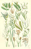 WILD FLOWERS. Pond-weed Grass-wrack Cyperus Bog-rush Twig-rush. SOWERBY 1890