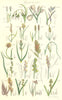 WILD FLOWERS.Cotton-grass.Prickly Flea Curved Sea Brown Marsh Sedge.SOWERBY 1890