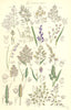 WILD GRASS FLOWERS. Hair Melic Soft Oat Holy Moor Panick Meadow. SOWERBY 1890