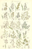 WILD GRASS FLOWERS. Meadow Sweet Heath Quaking Cock's-foot grass. SOWERBY 1890