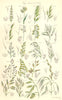 WILD GRASS FLOWERS. Dog's-tail grass Fescue grass Brome-grass. SOWERBY 1890
