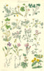 WILD FLOWERS.Crowfoot Fennel Bitter-Cress Sand-Wort St.John Tutsan.SOWERBY 1890