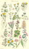 WILD FLOWERS. Cudweed Burdock Dodder Dead-nettle Calamint Lavender. SOWERBY 1890