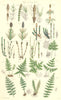 WILD FLOWERS. Horse-tail; Equisetum; Polypody; Woodsia; Marsh Fern. SOWERBY 1890