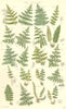 FERNS. Sweet Mountain Crested Prickly-toothed Shield Bladder Lady. SOWERBY 1890