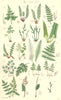 WILD FLOWERS.Spleenwort Hart-tongue Fern Brake Maiden-hair Moonwort.SOWERBY 1890