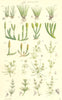 WILD FLOWERS. Pillwort Quillwort Club-moss Nitella Chara. SOWERBY 1890 print