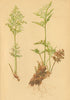 ALPENFLORA ALPINE FLOWERS. Cryptogramme crispa (L. ) R. Br-Rollfarn 1897 print