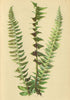 ALPENFLORA ALPINE FLOWERS. Aspidium Lonchitis (L) Sw-Sichelfarn 1897 old print