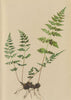 ALPENFLORA ALPINE FLOWERS. Crystopteris Fragilis (L. ) Bernh-Blasenfarn 1897