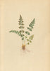 ALPENFLORA ALPINE FLOWERS. Woodsia hyperborea-Nordischer Steinfarn 1897 print