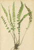 ALPENFLORA ALPINE FLOWERS. Asplenium viride Huds-Grünstieliger Milzfarn 1897