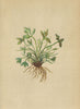 ALPENFLORA ALPINE FLOWERS. Asplenium Seelosii Leyb-Seelos Milzfarn 1897 print
