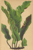 ALPENFLORA ALPINE FLOWERS. Scolopendrium vulgare Sm-Hirschzunge 1897 old print