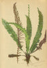 ALPENFLORA ALPINE FLOWERS. Blechnum Spicant (L. ) Sm-Rippenfarn 1897 old print