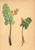 ALPENFLORA ALPINE FLOWERS. Botrychium Lunaria (L. ) Sw-Gemeine Mondraute 1897