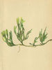 ALPENFLORA ALPINE FLOWERS. Lycopodium alpinum L-Alpen-Bärlapp 1897 old print
