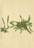 ALPINE FLOWERS. Selaginella selaginoides LK-Gezähntblättriger Moosbärlapp 1897