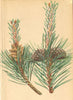 ALPENFLORA ALPINE FLOWERS. Pinus Montana Mill-Legföhre, Krummholz 1897 print