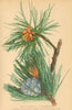 ALPENFLORA ALPINE FLOWERS. Pinus cembra L-Zirbelkiefer 1897 old antique print