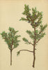 ALPENFLORA ALPINE FLOWERS. Juniperus nana W-Zwerg-Wachholder 1897 print