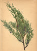 ALPENFLORA ALPINE FLOWERS. Juniperus Sabina L-Sevenbaum 1897 old antique print