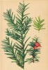 ALPENFLORA ALPINE FLOWERS. Taxus baccata L-Eibe 1897 old antique print picture