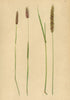ALPENFLORA ALPINE FLOWERS. Phleum alpinum L-Alpen-Lieschgras 1897 old print