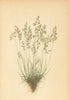 ALPENFLORA ALPINE FLOWERS. Agrostis alpina Scop-Alpenwindhalm 1897 old print