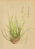 ALPENFLORA ALPINE FLOWERS. Trisetum alpestre (Host. ) Beauv-Alpen-Goldhafer 1897
