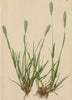 ALPINE FLOWERS. Trisetum subspicatum Beauv-Ährenrispiger Goldhafer 1897 print