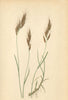 ALPENFLORA ALPINE FLOWERS. Avena versicolor Vill-Bunter Hafer 1897 old print