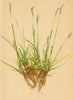 ALPENFLORA ALPINE FLOWERS. Sesleria varia (Jacq. ) Wettst-Buntes Kopfgras 1897
