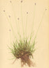 ALPENFLORA ALPINE FLOWERS.Sesleria ovata(Hoppe)A.Kern-Kleinähriges Kopfgras 1897