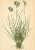 ALPENFLORA ALPINE FLOWERS.Oreochloa disticha(Wulf.)Lk-Zweizeiliges Berggras 1897