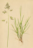 ALPENFLORA ALPINE FLOWERS. Poa cenisia All-Mont Cenis-Rispengras 1897 print