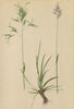 ALPENFLORA ALPINE FLOWERS. Poa alpina L-Alpen-Rispengras 1897 old print