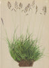 ALPENFLORA ALPINE FLOWERS. Festuca halleri All-Haller's Schwingel 1897 print