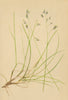 ALPENFLORA ALPINE FLOWERS. Festuca pulchella Schrad-Schöner Schwingel 1897