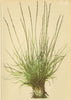 ALPENFLORA ALPINE FLOWERS. Nardus stricta L-Borstengras 1897 old antique print