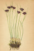 ALPENFLORA ALPINE FLOWERS. Juncus Jacquini L-Jacquin's Simse 1897 old print