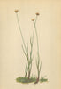 ALPENFLORA ALPINE FLOWERS. Juncus triglumis L-Dreispelzige Simse 1897 print