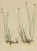 ALPENFLORA ALPINE FLOWERS. Juncus alpinus Vill-Alpen-Simse 1897 old print