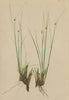ALPENFLORA ALPINE FLOWERS. Juncus Hostii Tausch-Host's Simse 1897 old print