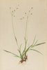 ALPENFLORA ALPINE FLOWERS.Luzula flavescens(Host)Gaud-Gelbliche Hainsimse 1897