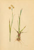 ALPENFLORA ALPINE FLOWERS. Luzula lutea (All. ) DC-Gelbe Hainsimse 1897 print
