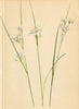 ALPENFLORA ALPINE FLOWERS. Luzula nivea (L. ) DC-Schneeweisse Hainsimse 1897