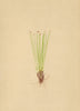 ALPINE FLOWERS. Trichophorum atrichum Palla-Borstenloser Zwergriet 1897 print