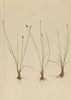 ALPINE FLOWERS. Heleocharis pauciflora LK-Wenigblüthige Sumpfbinse 1897 print